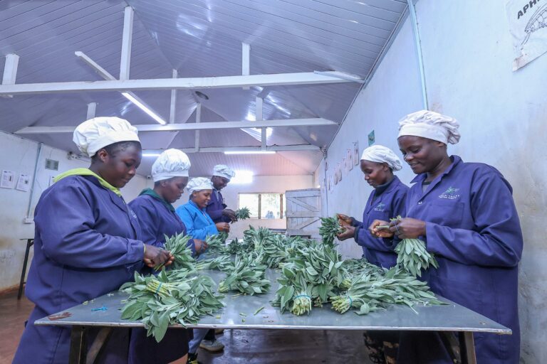 Case study series: The tools that drive Africa’s green economy